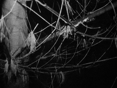 Quiz about The Blair Witch Project Revisited