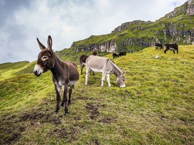 Quiz about Donkeys and Mules