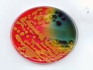 Microbiology Quizzes, Trivia and Puzzles