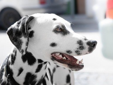 Quiz about Which 101 Dalmatians Character