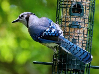 Quiz about A Magical Birdwatchers View of British Birds