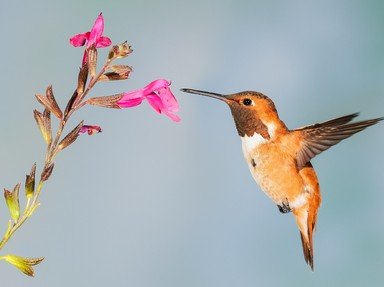 Quiz about Photogenic Birds for Kids