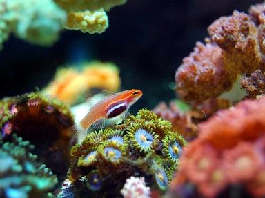 Quiz about The Secret Sex Life of Coral