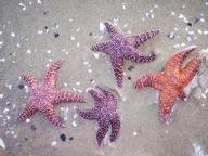 Quiz about Starfish and Sand Dollars