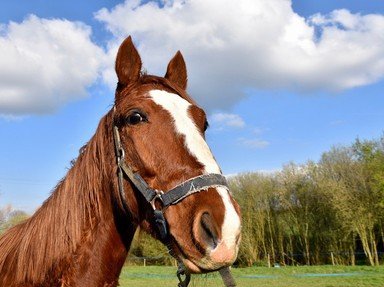 Quiz about Simple Horse Knowledge for Kids