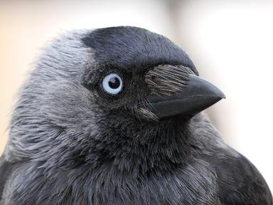 Quiz about British Birds  Nicknames