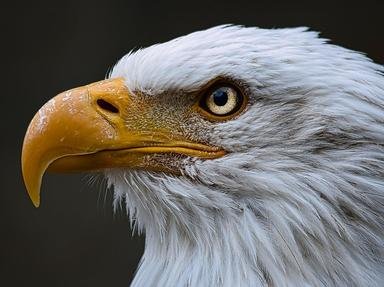 Quiz about Falcons and Hawks of the USA