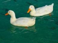 Quiz about Ducks Ducks Ducks