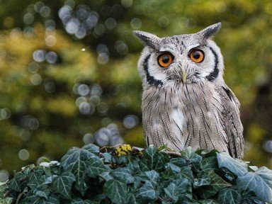 Quiz about An Owl with Glasses