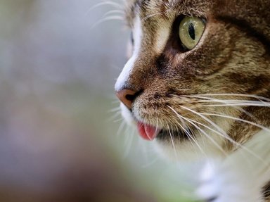 15 Famous Cats Questions | Famous Animals Trivia Quiz