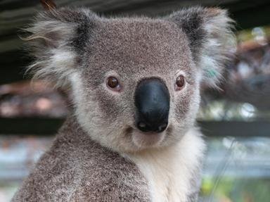 Quiz about Colorful Animals Found Near Sydney