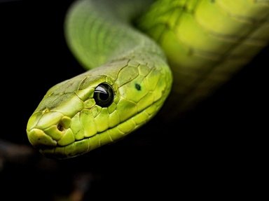Quiz about Snakes Sneaky and Otherwise