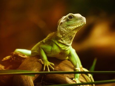 Quiz about Lizard Identity Parade