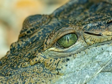 Quiz about Born in the Wild Crocodile