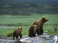 Quiz about The Bear Facts in Haiku