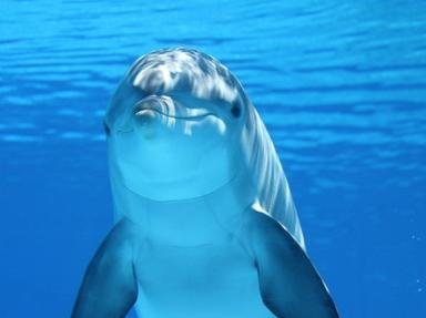 Ocean Animals Quiz | Animals by Region | 10 Questions