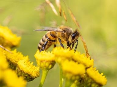 Bees and Wasps Quizzes, Trivia and Puzzles