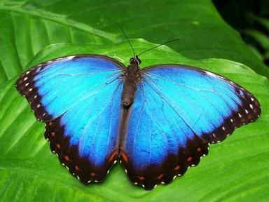 Quiz about Butterflies from Around the World