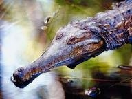 Quiz about Crocodile Hunter