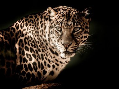Quiz about The Striking Leopard