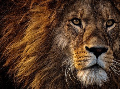 Quiz about The Mighty Lion