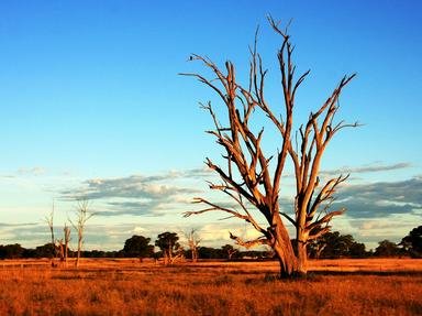 Australian Outback Quizzes, Trivia and Puzzles