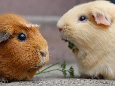 Quiz about Glorious Guinea Pigs