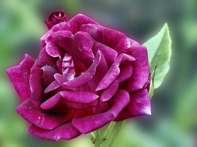 Quiz about The Symbolic Black Rose