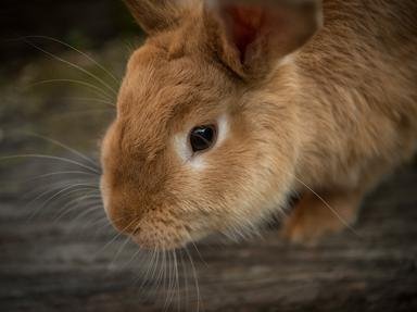 Thematic Rabbits Quizzes, Trivia