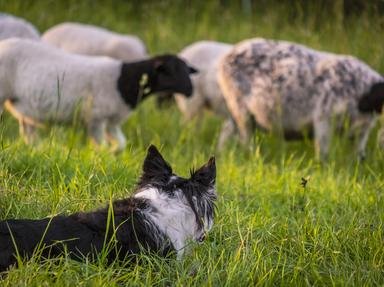 Quiz about Herding Dogs from around the World