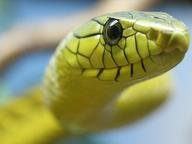 Quiz about Reptile Mania 