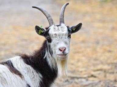 Quiz about Do You Get Your Goat