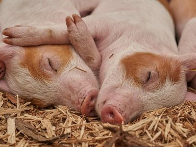 Quiz about Swine Science
