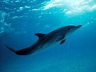 Quiz about Born in the Wild Dolphin