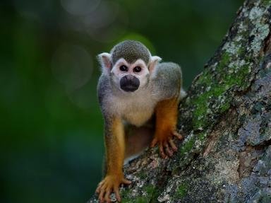 Primates Quizzes, Trivia and Puzzles