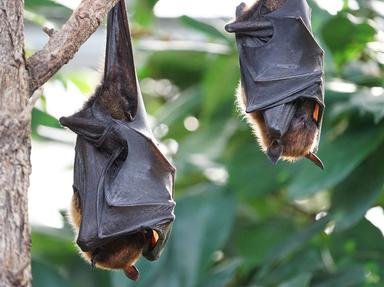 Bats Quizzes, Trivia