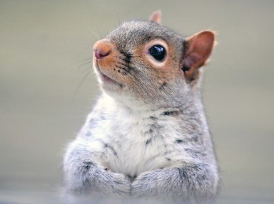 Quiz about Nuts About Squirrels