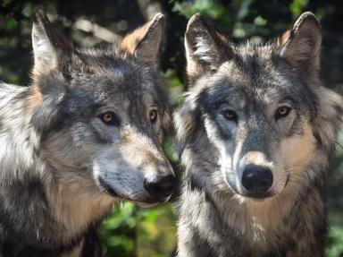 Quiz about The Life Of  Gray  Wolves