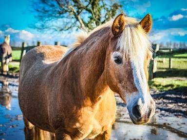 Quiz about Horsey Terminology