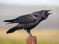 Quiz about Edgar Allan Poes The Raven Part 1