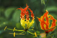 photo quiz