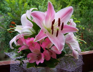 Pictures of Lily