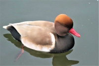 photo quiz