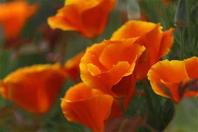 Colors of the Garden: An Orange Garden