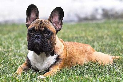 Dog Breeds: French Whines