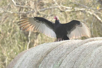 Types of North American Birds