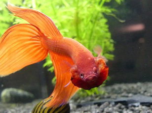 Betta Fish: A Betta Fish Quiz