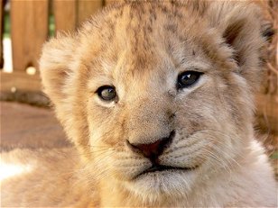 Thematic Big Cats: Famous Lions