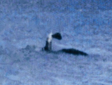 Quiz about Land and Water Cryptids  Oh My