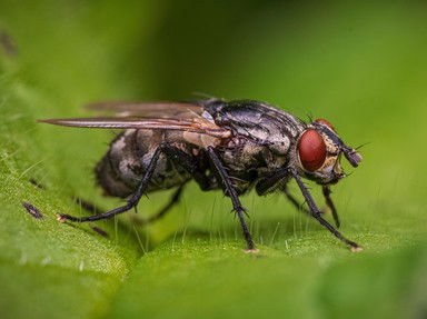 Quiz about Youre a Housefly Now What